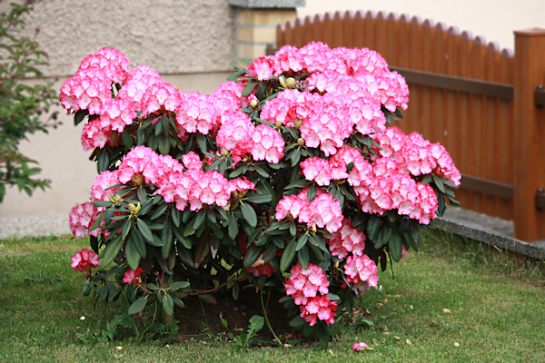 Rhododendron_01